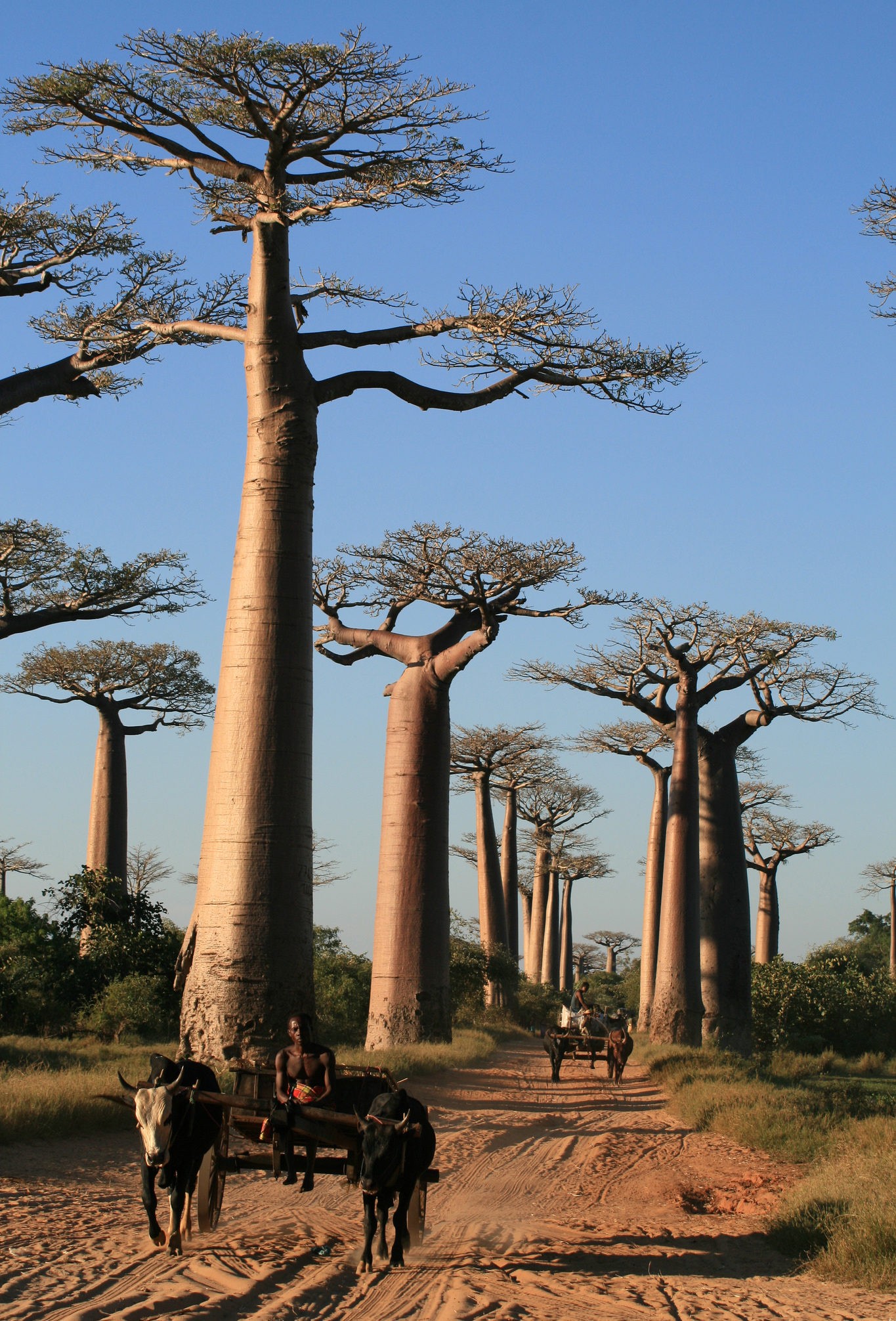 Baobab Σκόνη: Το Νέο Superfood από την Αφρική! 1