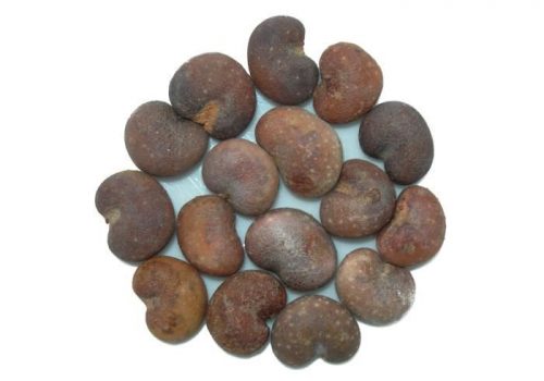 BAO-MED® 9 ΣΠΟΡΟΙ BAOBAB
