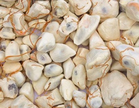 BAO-MED® 6 ΣΑΡΚΑ BAOBAB